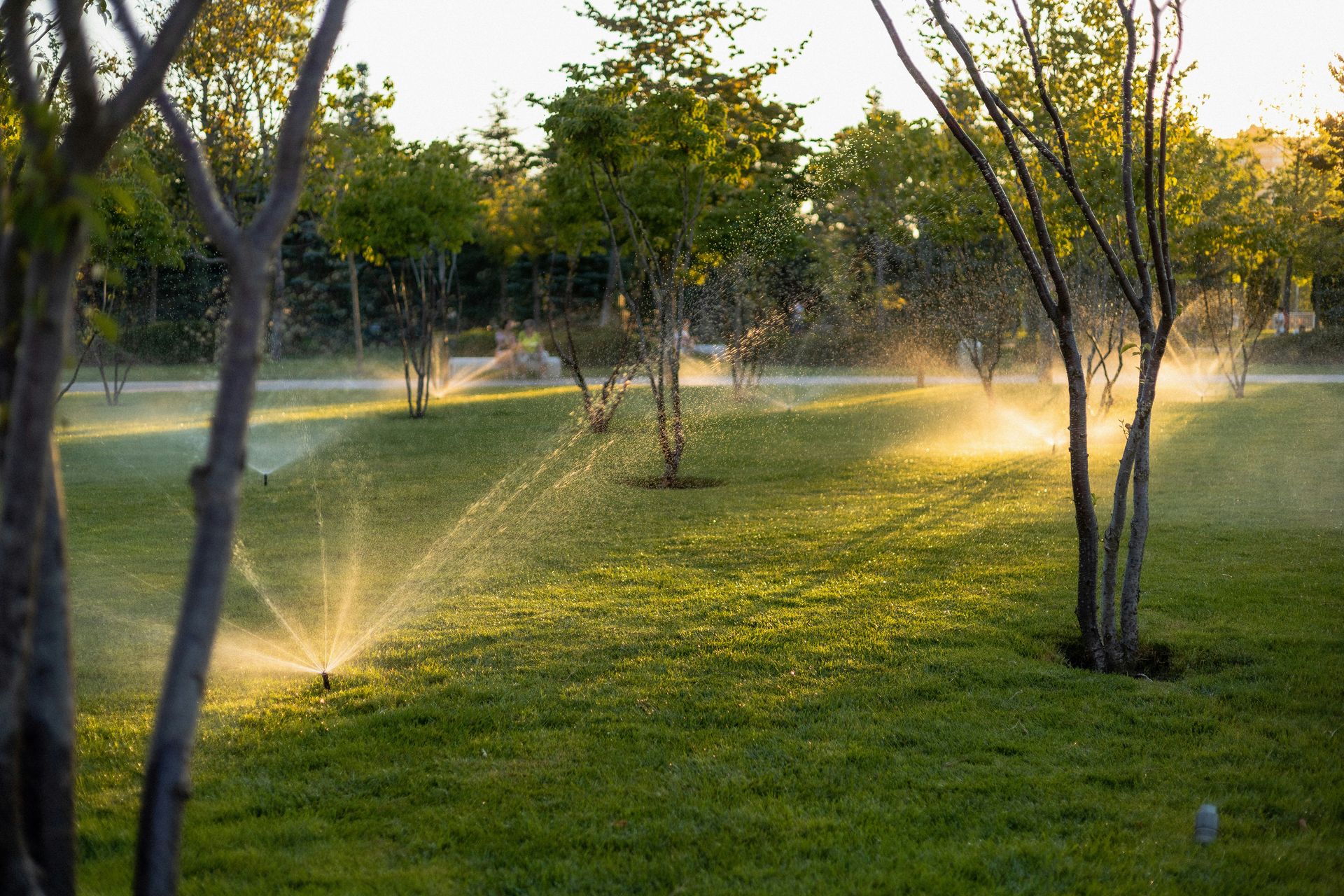 Water sprinklers spraying a green lawn among trees in the golden hour light